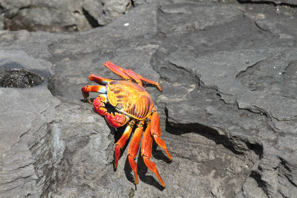 istock Puerto Egas, Santiago, Galapagos Islands 1355543611