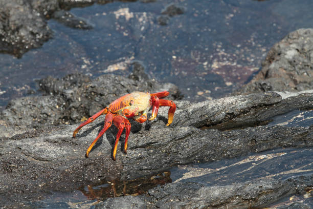 istock Puerto Egas, Santiago, Galapagos Islands 1355543650