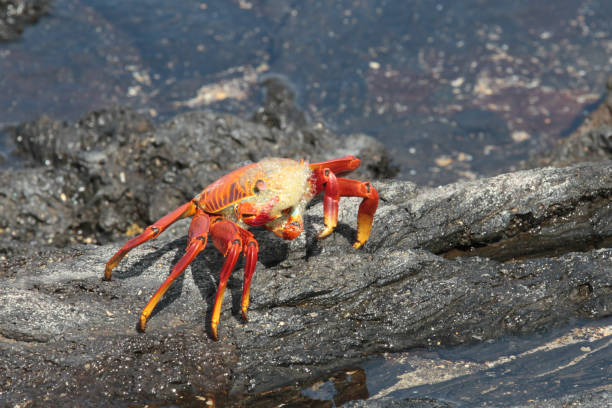 istock Puerto Egas, Santiago, Galapagos Islands 1355543665