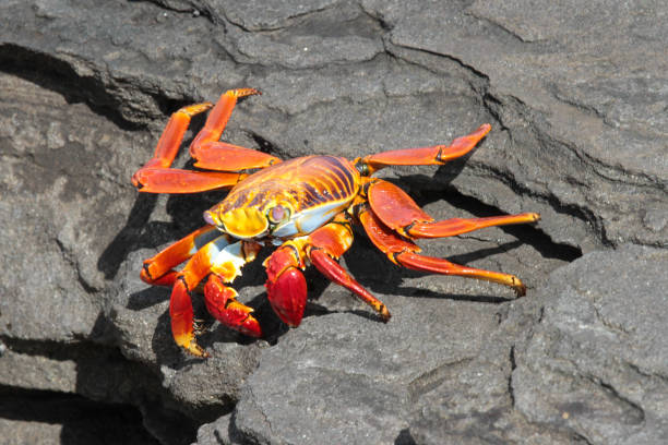 istock Puerto Egas, Santiago, Galapagos Islands 1355543666