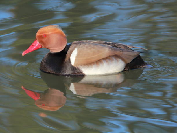 istock The Red-crested pochard (Netta rufina) male on the river 1355544594