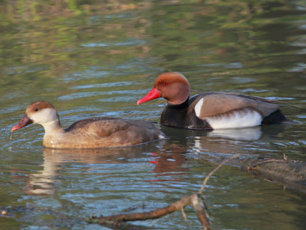 Red-crested pochard (Netta rufina) couple on the river Red-crested pochard (Netta rufina) couple on the river netta rufina stock pictures, royalty-free photos & images