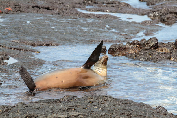 istock Puerto Egas, Santiago, Galapagos Islands, Part 2 1355544681