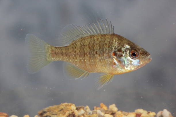 istock The Pumpkinseed fish (Lepomis gibbosus) in natural habitat underwater 1355544794