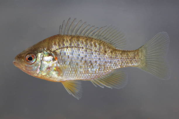 istock The Pumpkinseed fish (Lepomis gibbosus) in natural habitat underwater 1355544796