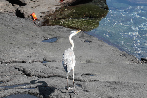 Puerto Egas, Santiago, Galapagos Islands, Part 2 Santiago is also known as San Salvador named after the first island discovered by Christopher Columbus. The island consists two overlapping volcanos. lava heron bird galapagos islands ecuador stock pictures, royalty-free photos & images