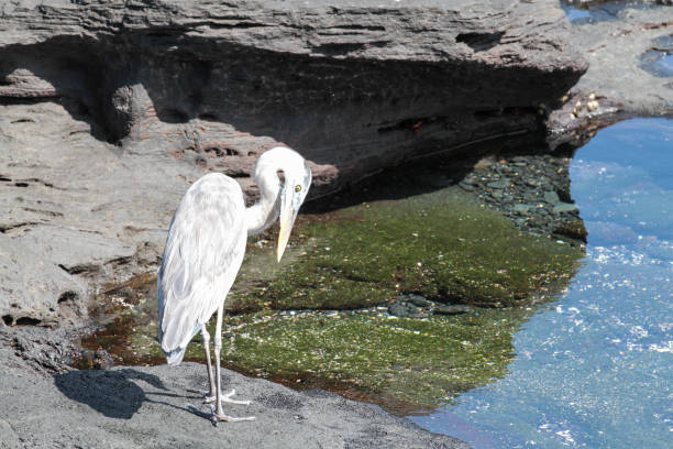 Puerto Egas, Santiago, Galapagos Islands, Part 2 Santiago is also known as San Salvador named after the first island discovered by Christopher Columbus. The island consists two overlapping volcanos. lava heron bird galapagos islands ecuador stock pictures, royalty-free photos & images