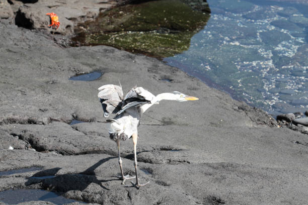Puerto Egas, Santiago, Galapagos Islands, Part 2 Santiago is also known as San Salvador named after the first island discovered by Christopher Columbus. The island consists two overlapping volcanos. lava heron bird galapagos islands ecuador stock pictures, royalty-free photos & images