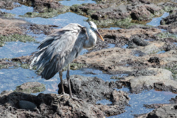 Puerto Egas, Santiago, Galapagos Islands, Part 2 Santiago is also known as San Salvador named after the first island discovered by Christopher Columbus. The island consists two overlapping volcanos. lava heron bird galapagos islands ecuador stock pictures, royalty-free photos & images