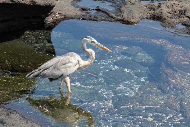 Puerto Egas, Santiago, Galapagos Islands, Part 2 Santiago is also known as San Salvador named after the first island discovered by Christopher Columbus. The island consists two overlapping volcanos. lava heron bird galapagos islands ecuador stock pictures, royalty-free photos & images
