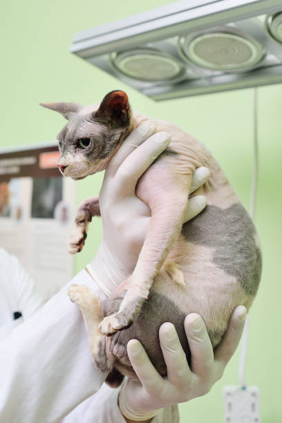 istock Sphynx on examination in a veterinary clinic 1355544926