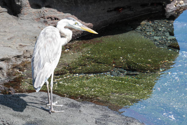 Puerto Egas, Santiago, Galapagos Islands, Part 2 Santiago is also known as San Salvador named after the first island discovered by Christopher Columbus. The island consists two overlapping volcanos. lava heron bird galapagos islands ecuador stock pictures, royalty-free photos & images