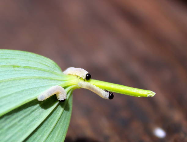 red de anidación de orugas de polilla armiño, yponomeutidae, que se alimentan de las hojas de un árbol - insect moth nature ermine moth fotografías e imágenes de stock