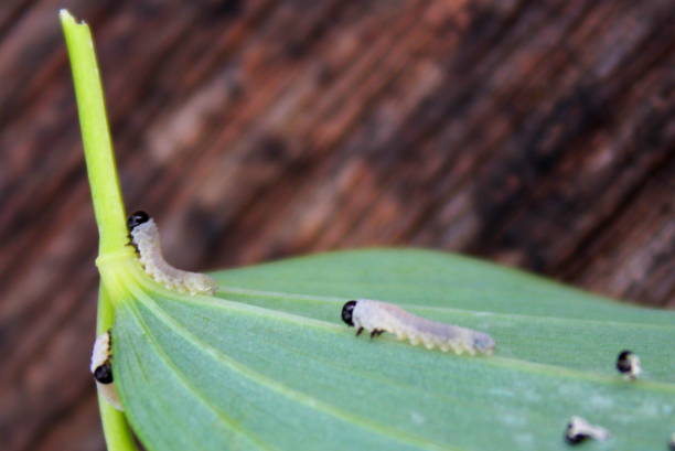 istock Nesting web of ermine moth caterpillars, yponomeutidae, feeding on the leaves of a tree 1355546096