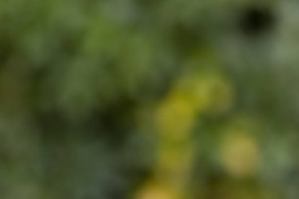 istock Background with green natural colors with gradient from green tones from a blurred garden photo with nice round bokeh 1355546647