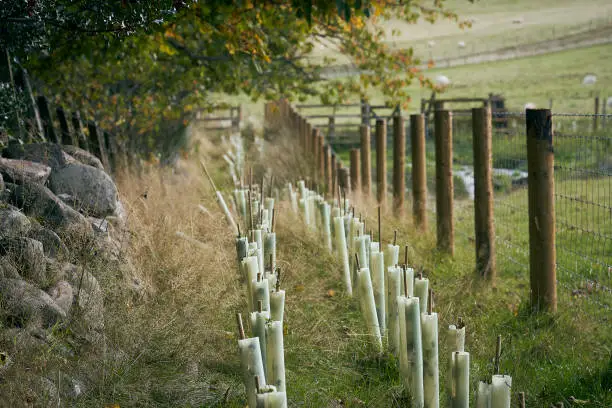 Photo of A newly planted farm hedge in the countryside