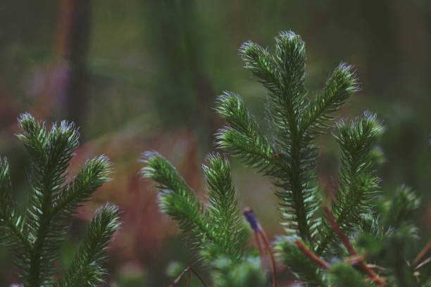 lycopodium clavatum, common club-moss, running clubmoss, stag's horn, running pine, stag's-horn clubmoss. brotos verdes de musgo com villi azul luminoso no chão da floresta. - clubmoss - fotografias e filmes do acervo