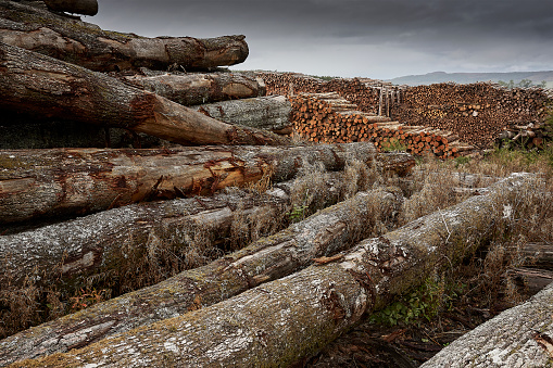 Huge logpile of stored timber and locked up Carbon
