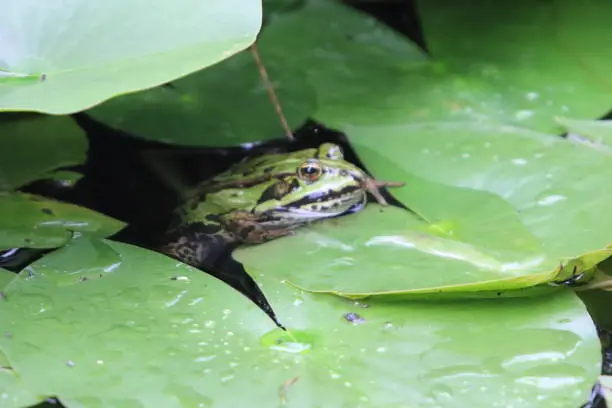 Pelophylax is a genus of true frogs widespread in Eurasia, with a few species ranging into northern Africa