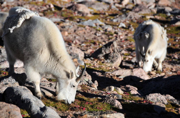 istock Mountain goats grazing, Mount Evans, Colorado, USA 1355549845