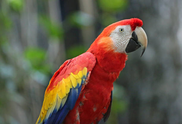 istock Scarlet Macaw close up 1355549932