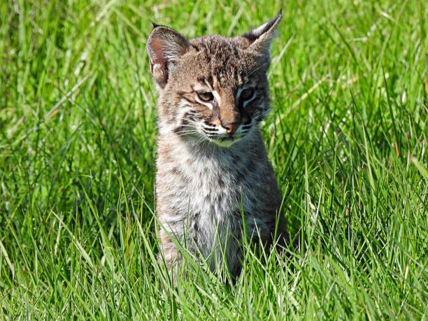 istock Bobcat (Lynx rufus) kitten resting in the grass - approximately 4 months old. 1355549953