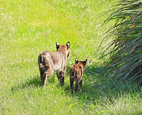 Bobcat -  Mom and kitten - rear view