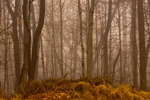 istock Foggy Fantasy Forest 1355554226