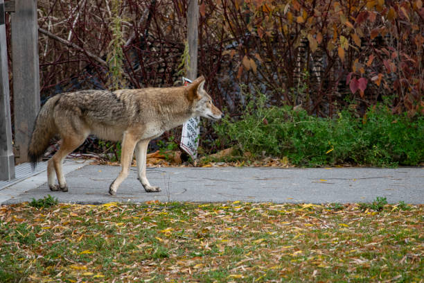istock A Coyote (Canis Latrans) sighting in urban area 1355554851
