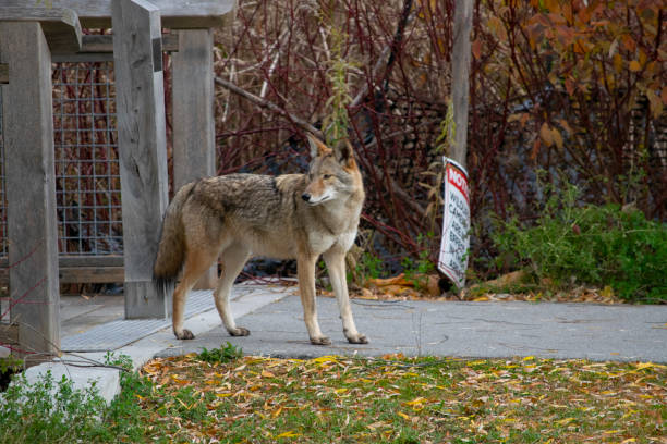 istock A Coyote (Canis Latrans) sighting in urban area 1355554860