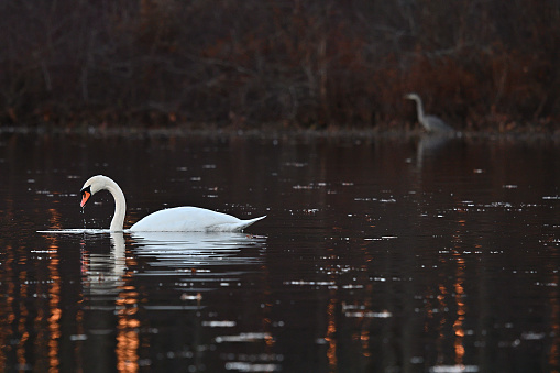 Mute swan on Bantam Lake in Connecticut, with blurred great blue heron in background