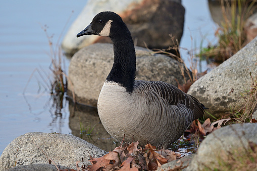 Canada goose and rocks on the shore of Mount Tom Pond in Connecticut, autumn