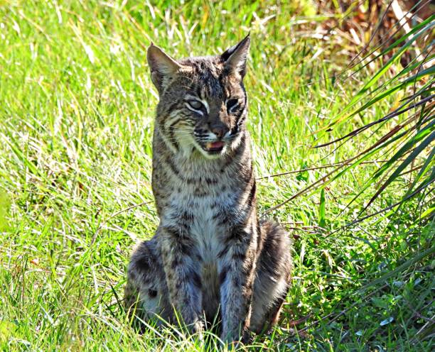 istock Bobcat (Lynx rufus) female resting in the grass. 1355556547