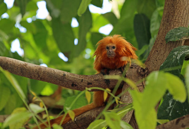 istock Golden lion tamarin portrait 1355563639