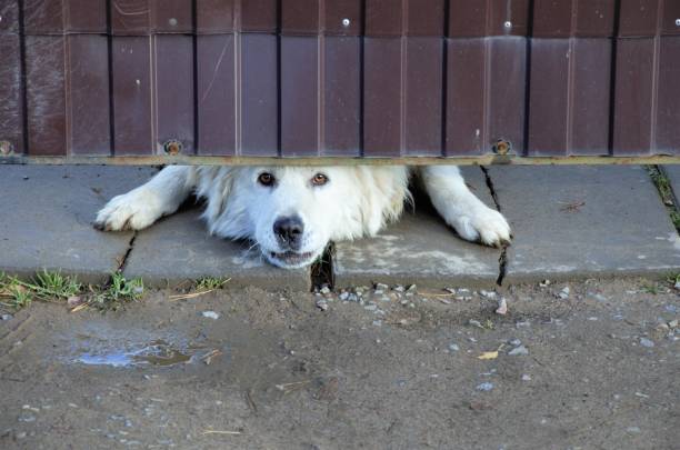 istock white big dog peeking out from under the fence 1355564889