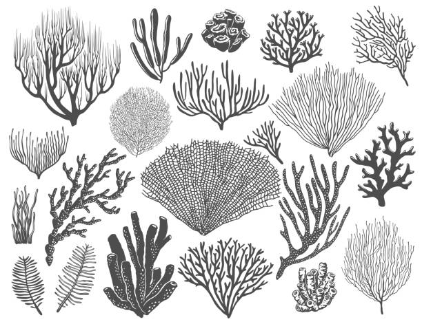 морские кораллы, водоросли и губка дна океана - algae stock illustrations