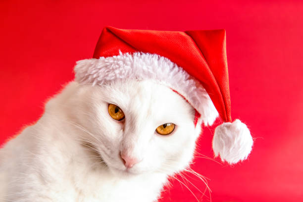 istock Christmas pet. White cat with Christmas cap on red background 1355569596