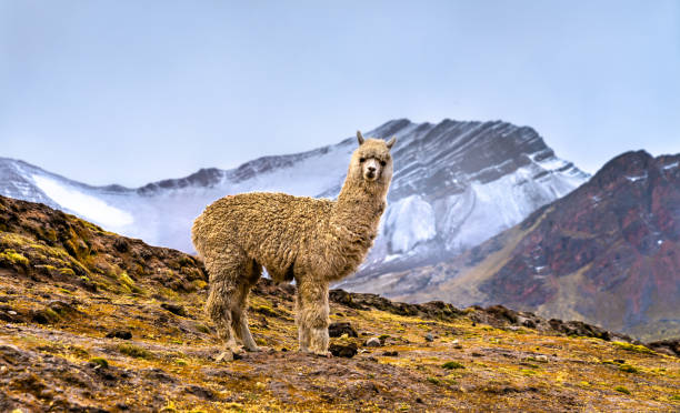 Alpaca at Vinicunca rainbow mountain in Peru Alpaca at Vinicunca rainbow mountain in Cusco region of Peru llama animal photos stock pictures, royalty-free photos & images