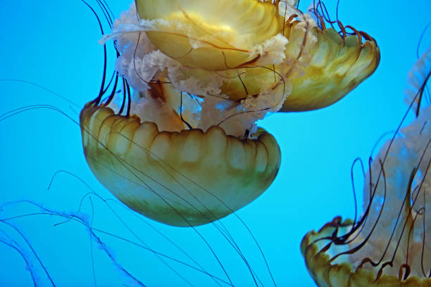 istock Golden yellow sea nettles 1355571118