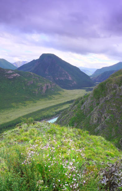 istock Katun River gorge in the Altai Mountain 1355571419