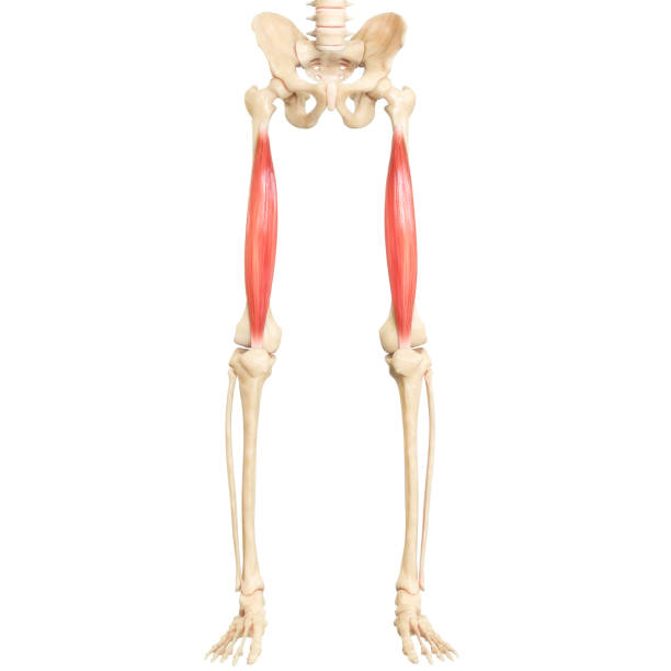 istock Human Muscular System Leg Muscles Vastus Intermedius Muscle Anatomy 1355576540