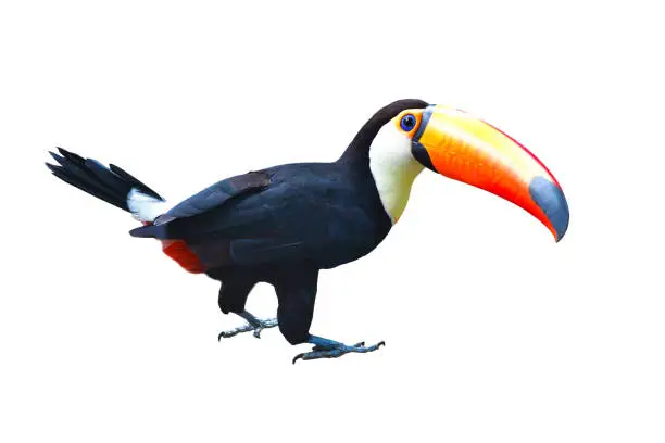 The Toucan Toco (Ramphastos toco) isolated on white background.