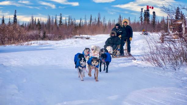 a team of husky dogs pulling tourists on a sled in northern canada. - arctic canada landscape manitoba imagens e fotografias de stock