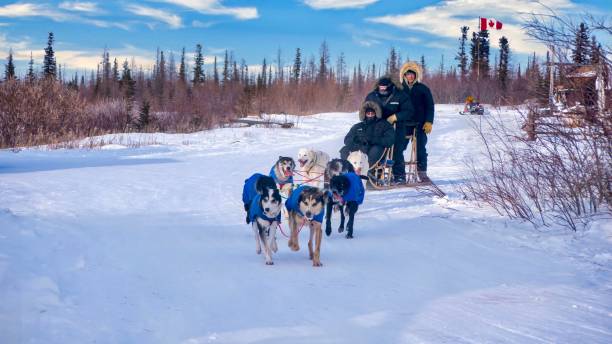 команда собак хаски тянет тури�стов на санях на севере канады. - arctic canada landscape manitoba стоковые фото и изображения