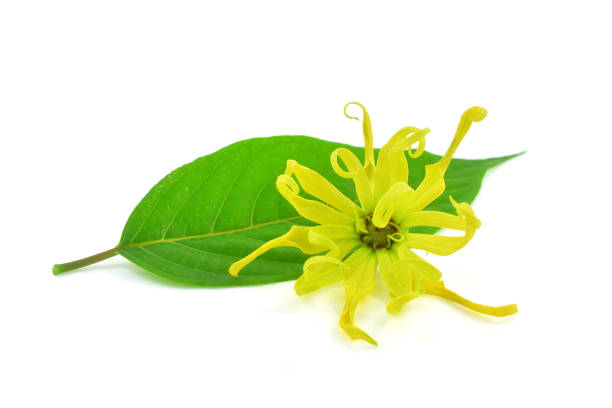 istock Ylang ylang flower 1355579067