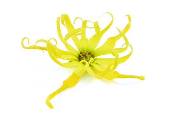 istock Ylang ylang flower 1355579087