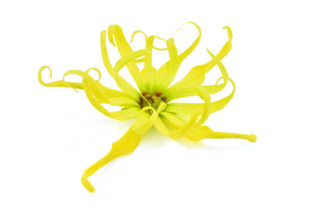 Ylang ylang flower Beautiful Ylang ylang flower (Cananga odorata) isolated on white background tropic of capricorn stock pictures, royalty-free photos & images