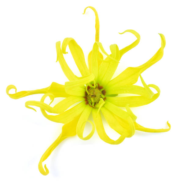 Ylang ylang flower Beautiful Ylang ylang flower (Cananga odorata) isolated on white background tropic of capricorn stock pictures, royalty-free photos & images