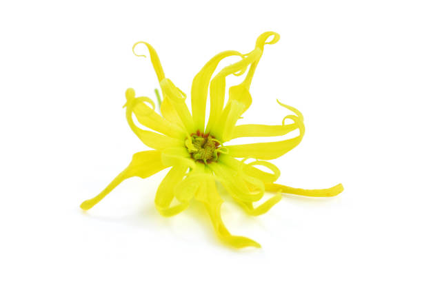Ylang ylang flower