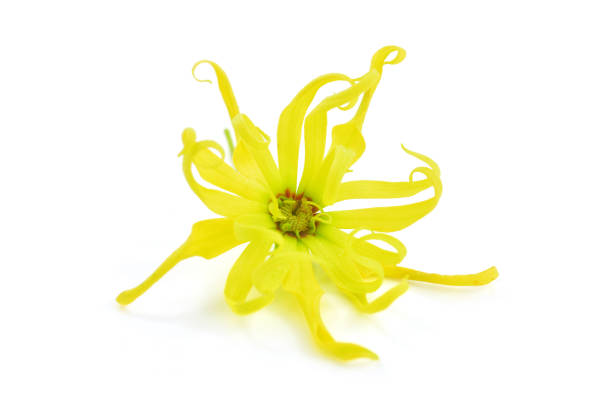 Ylang ylang flower Beautiful Ylang ylang flower, Cananga odorata yellow flower isolated on white background tropic of capricorn stock pictures, royalty-free photos & images